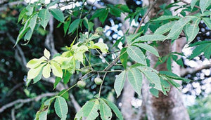 Butt enlargement Akpi/Djansang natural Oil, for a non-surgical butt lift.